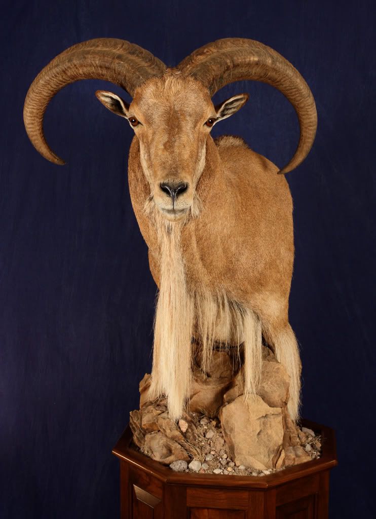 Massive Aoudad Pedestal Mount